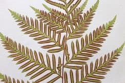 15th June 2022. Lowe Fern Prints