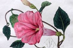 15th June 2022. Stephenson Medical Botany