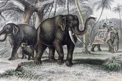 15th March 2022. Goldsmith Natural History