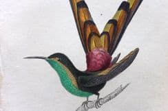 15th March 2022. Jardine Hummingbird Prints