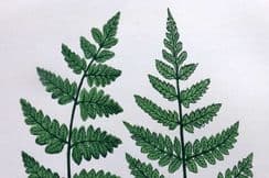 15th March 2023. Lankester Fern Prints