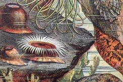 15th March 2023. Warne Natural History Prints