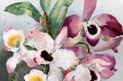 15th March 2023. Wright Flower Growers Guide