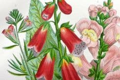 15th November 2022. Anne Pratt Botanical Prints
