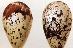 15th November 2022. Seebohm Bird Egg Prints
