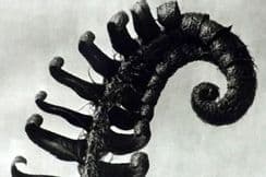 15th November 2025. Blossfeldt Botanical Prints