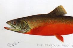 15th November 2025. Denton Fish Prints