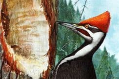 15th November 2025. Ridgway & Fuertes Bird Prints