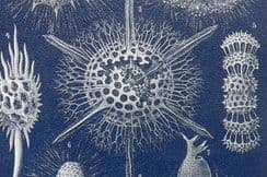 15th September 2022. Lydekker Natural History