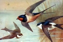 15th September 2022. Thorburn British Birds