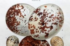 16th February 2023. Atkinson Bird Egg Prints