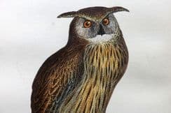 16th February 2023. Morris Bird Prints