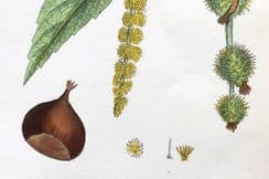 16th January 2024. Sowerby Botanical Prints