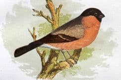 16th March 2022. Anne Pratt Bird Prints