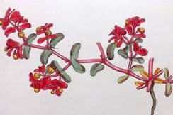 16th May 2026. Sowerby Botanical Prints