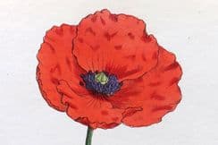 16th September 2022. Sowerby Botanical Prints