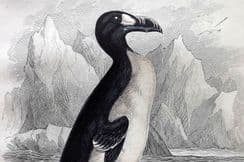 16th September 2023. Jardine British Bird Prints