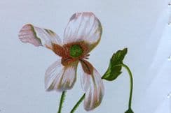 16th September 2024. Anne Pratt Wild Flowers