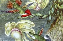 16th September 2024. Pouchet Birds, Botanical, Natural History & Views