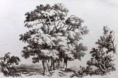 17th August 2022. Davis Architecture, Natural History, Trees, Anatomy
