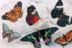 17th August 2022. Goldsmith Birds & Natural History