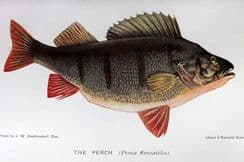 17th August 2022. Maxwell Fish Prints