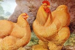 17th August 2024. Ludlow & Wright Poultry Prints