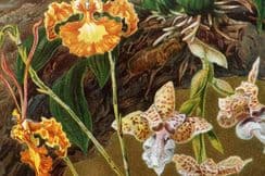 17th August 2024. Marilaun Botanical Prints