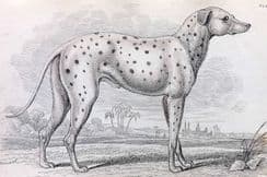 17th February 2022. Jardine Dog Prints