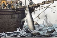 17th July 2025. Schubert Natural History & Birds