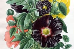 17th July 2025. Step Botanical Prints