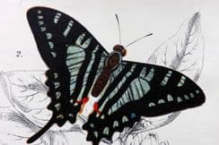 17th June 2022. Lloyd Butterfly Prints