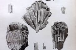 17th June 2022. Palaeontology of New-York Fossils