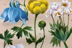 17th June 2022. Schroter Alpine Botanical Prints