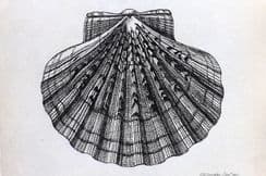 17th June 2023. Forbes Shell Prints