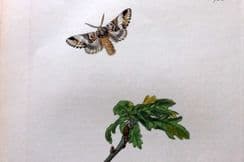 17th March 2025. Curtis Insect Botanical Prints