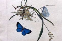 17th March 2025. Donovan British Insects