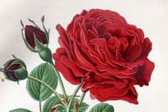 17th March 2025. Edward Step Botanical Prints