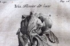 17th October 2023. Tournefort Botanical Prints