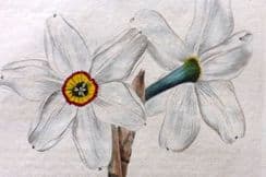 17th October 2024. Edwards' Botanical Register - Narcissus & Lupinus