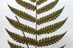 17th September 2024. Lowe Fern Prints