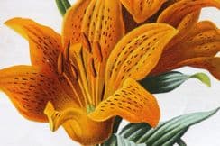 18th April 2024. Hulme Garden Flowers