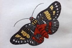 18th July 2022. Capt. Brown Butterflies & Moths