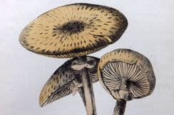 18th July 2022. Cooke Mushroom Prints