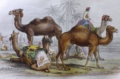 18th July 2022. Goldsmith Natural History