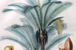 18th July 2022. Rhind Botanical Prints