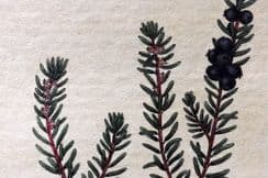 18th March 2025. Baxter Botanical Prints