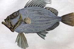 19th August 2022. Aflalo Fish Prints