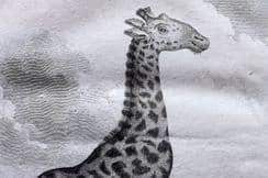 19th August 2022. Buffon Animals - 4to Early Edition