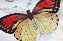 19th August 2022. Jardine Exotic Butterflies